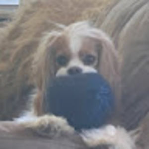 Meet your Posher, Elisabeth